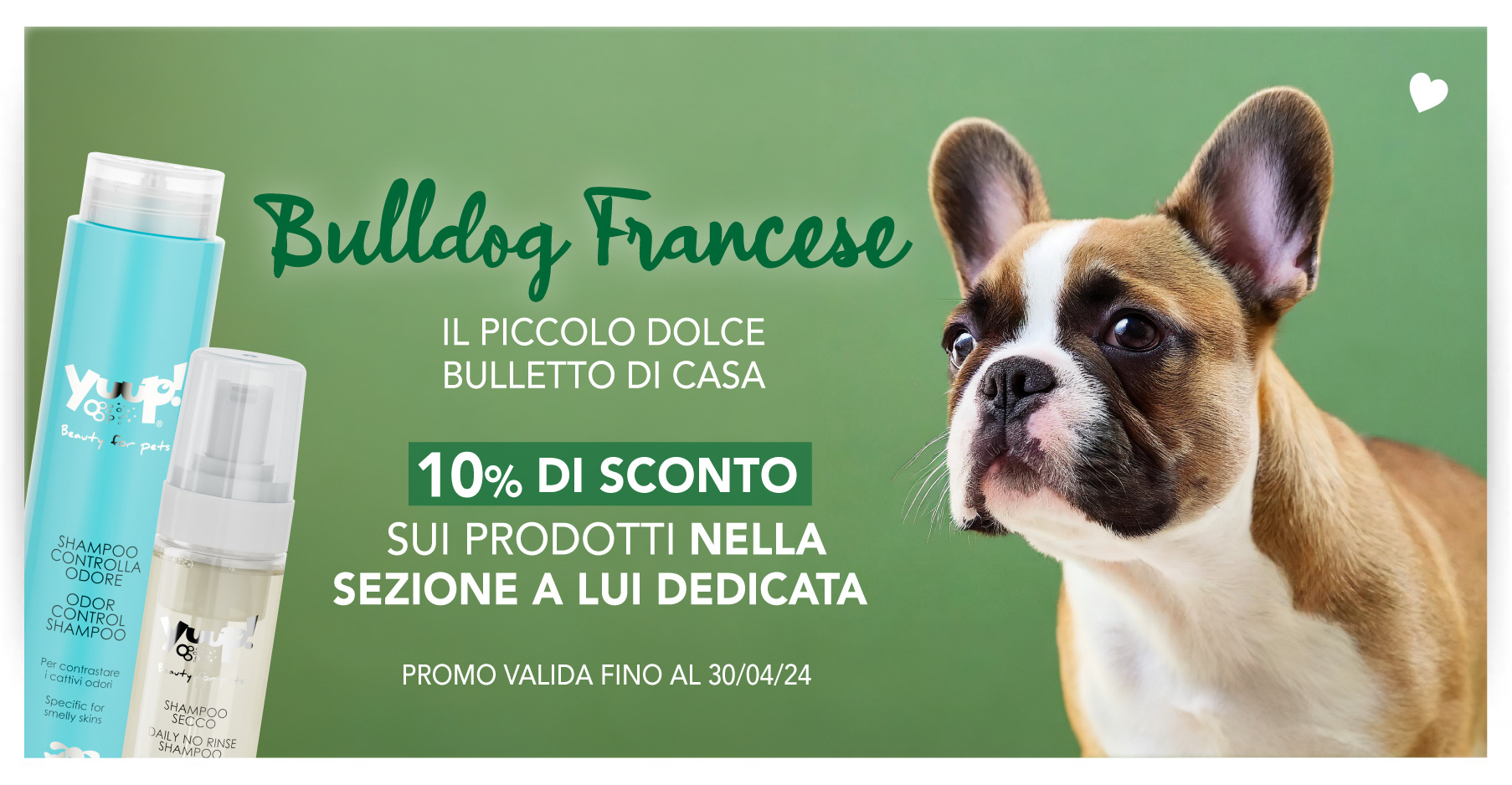 10% Sconto Bulldog Francese